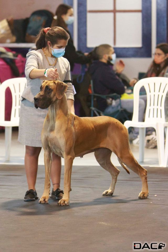 34a-exposicao-canina-especializada-02