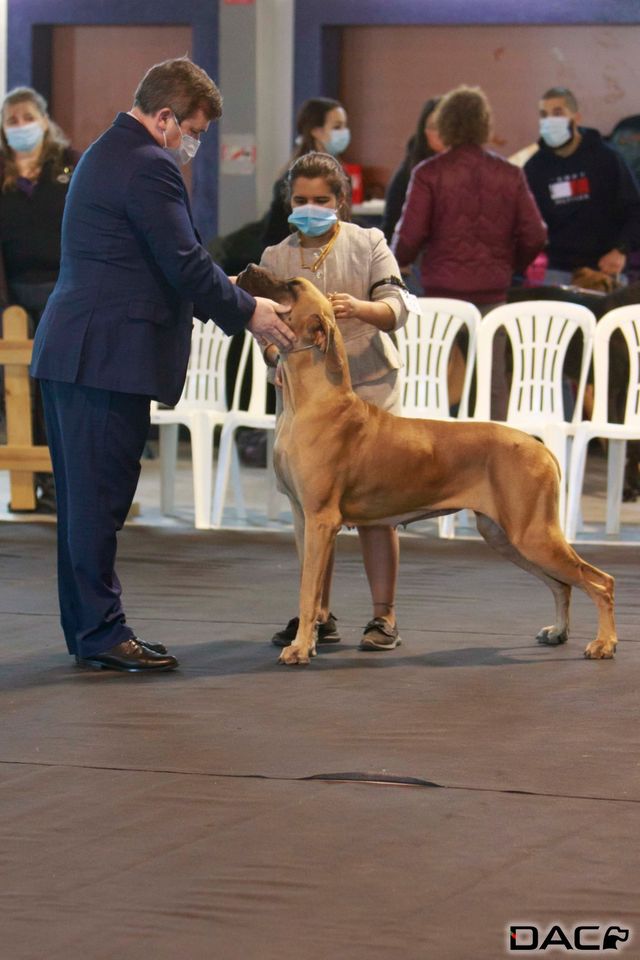 34a-exposicao-canina-especializada-54